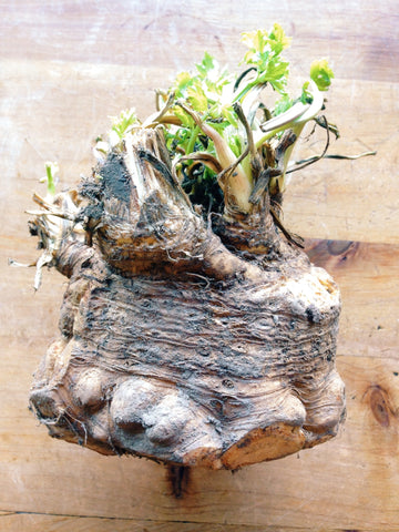 Celeriac, each